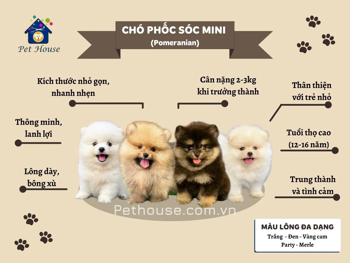 Hình ảnh chó Phốc Sóc