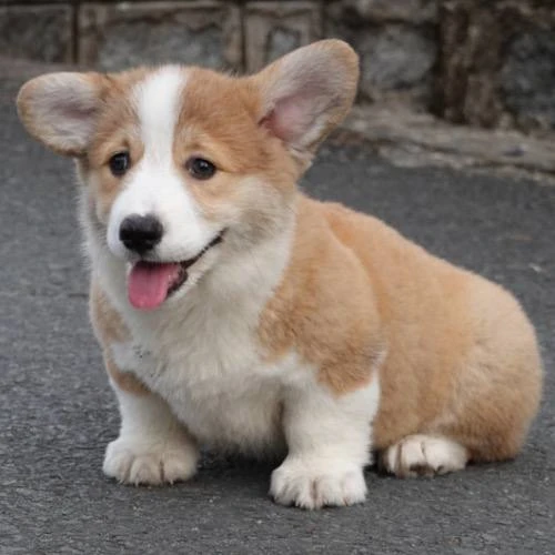 Chó Corgi dễ thương