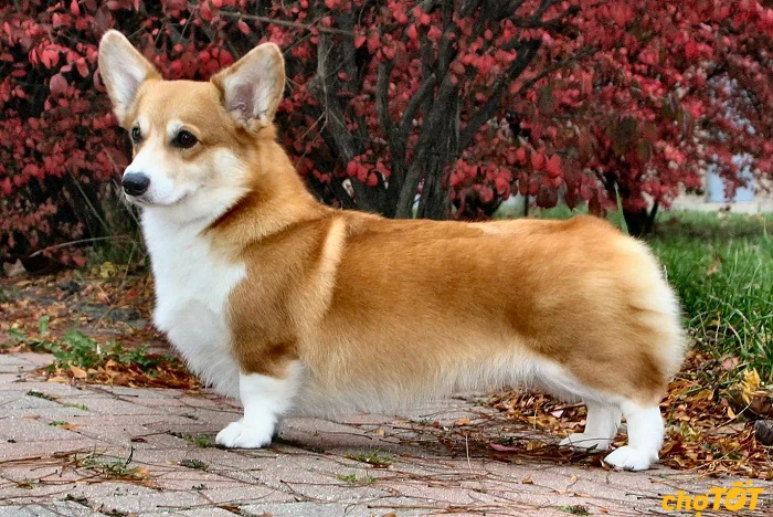 Chó corgi chân ngắn