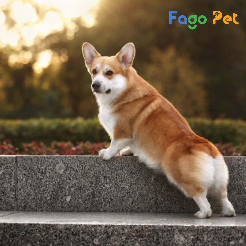 Corgi giống thuần chủng