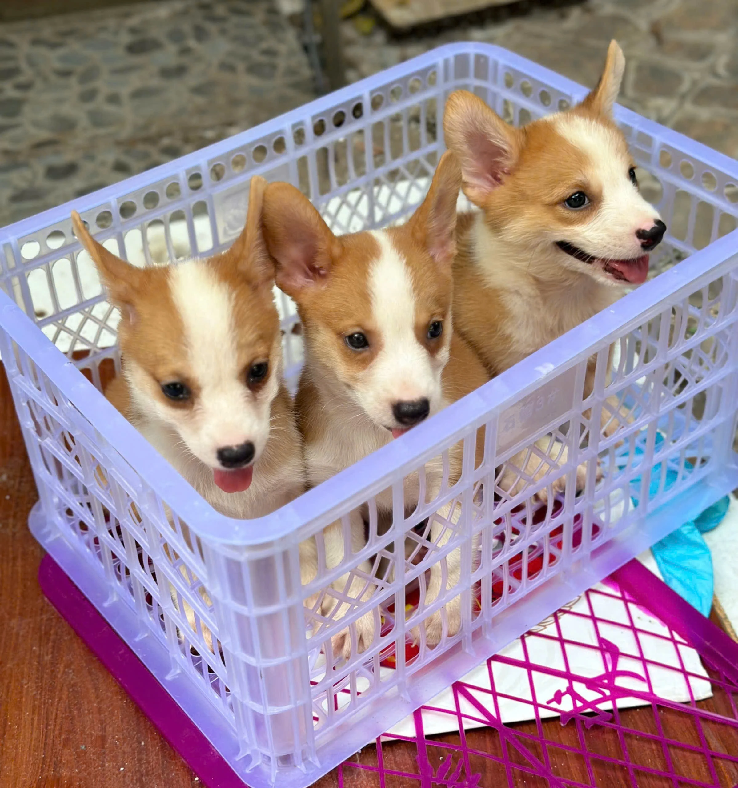 Chó Corgi đáng yêu