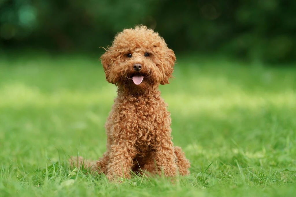 Teacup Poodle