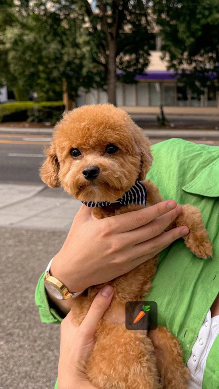 Teacup Poodle