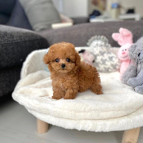 Teacup Poodle