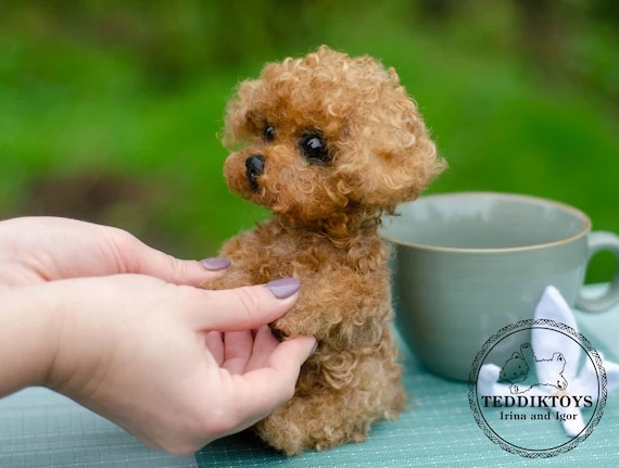 Teacup Poodle