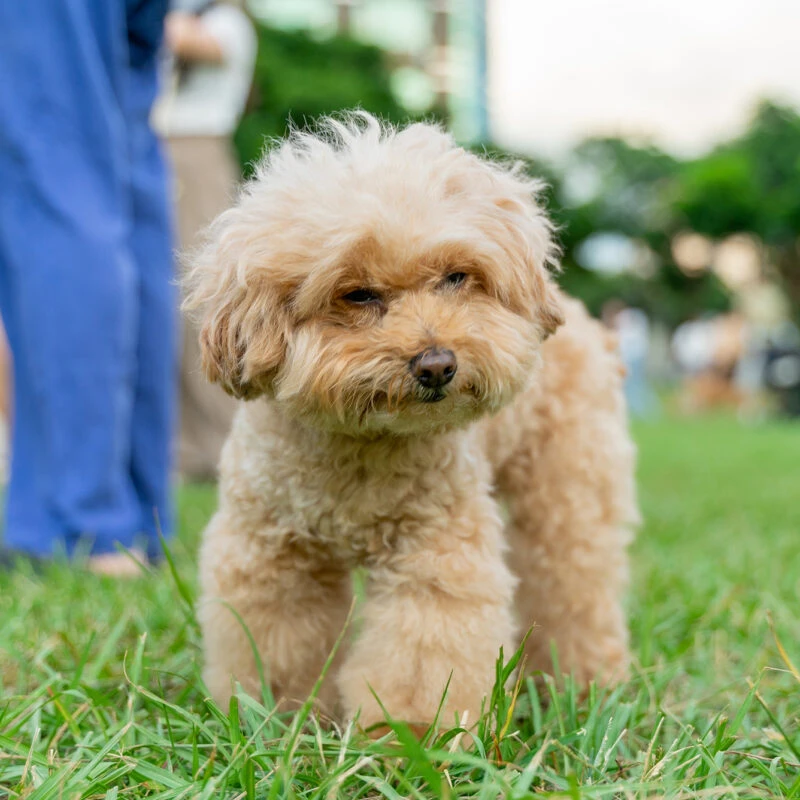 Teacup Poodle