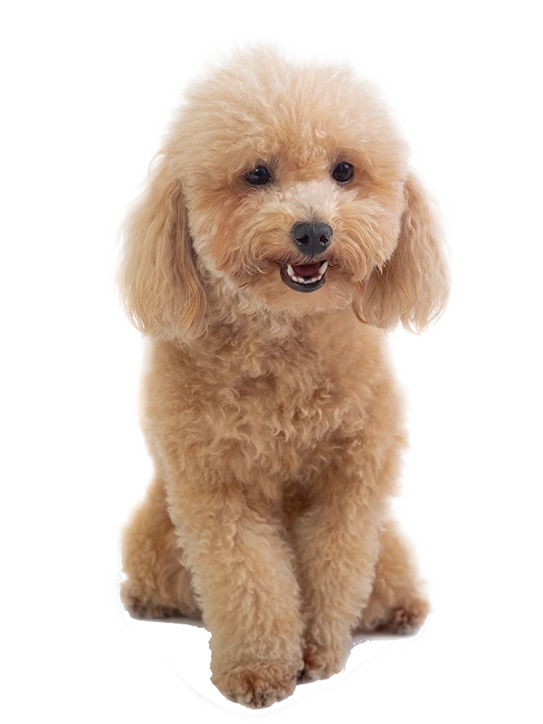 Chó Poodle đang được chăm sóc lông