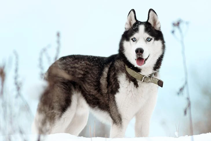 Husky đứng ngoài trời mùa đông