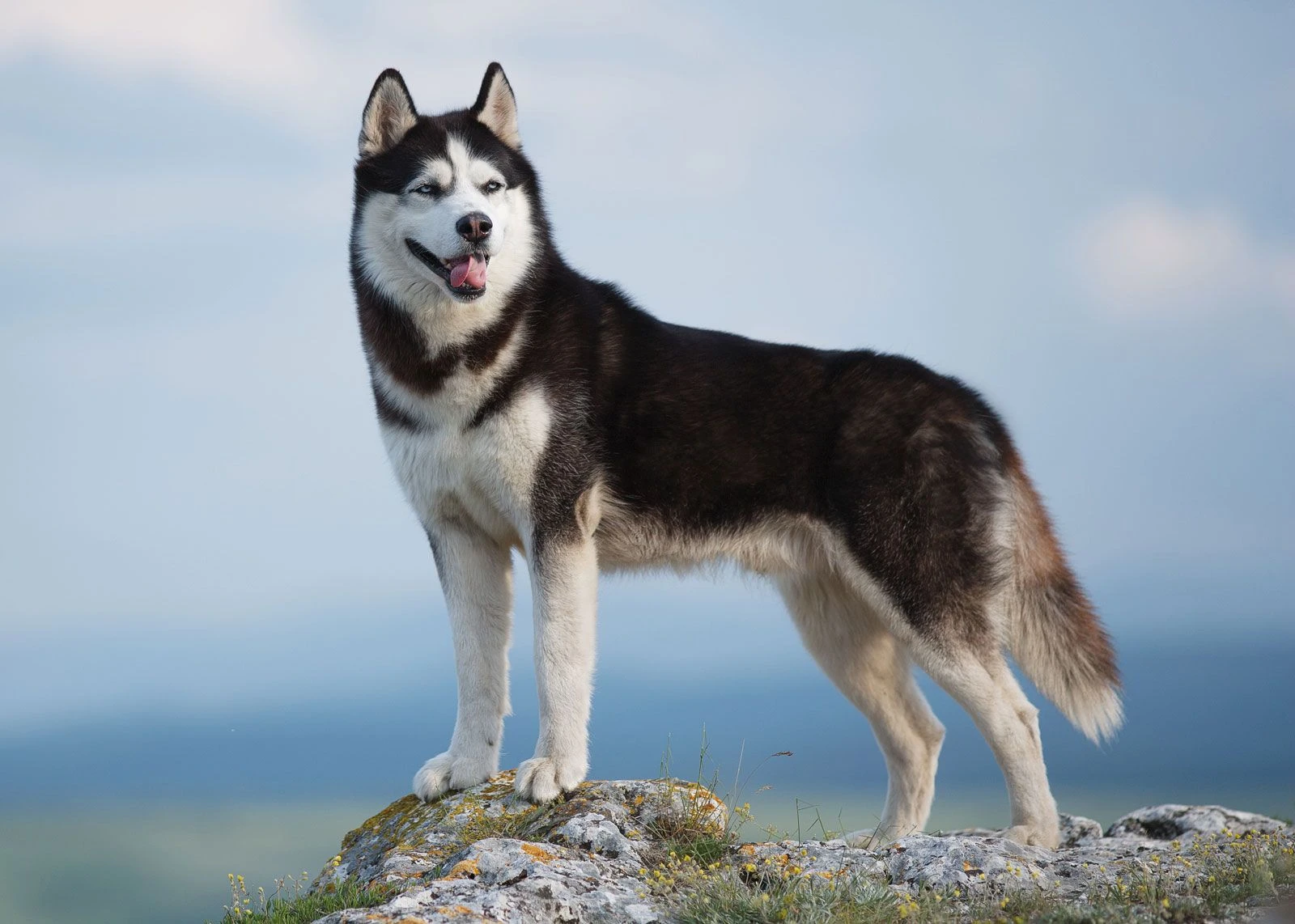 Chó Siberian Husky