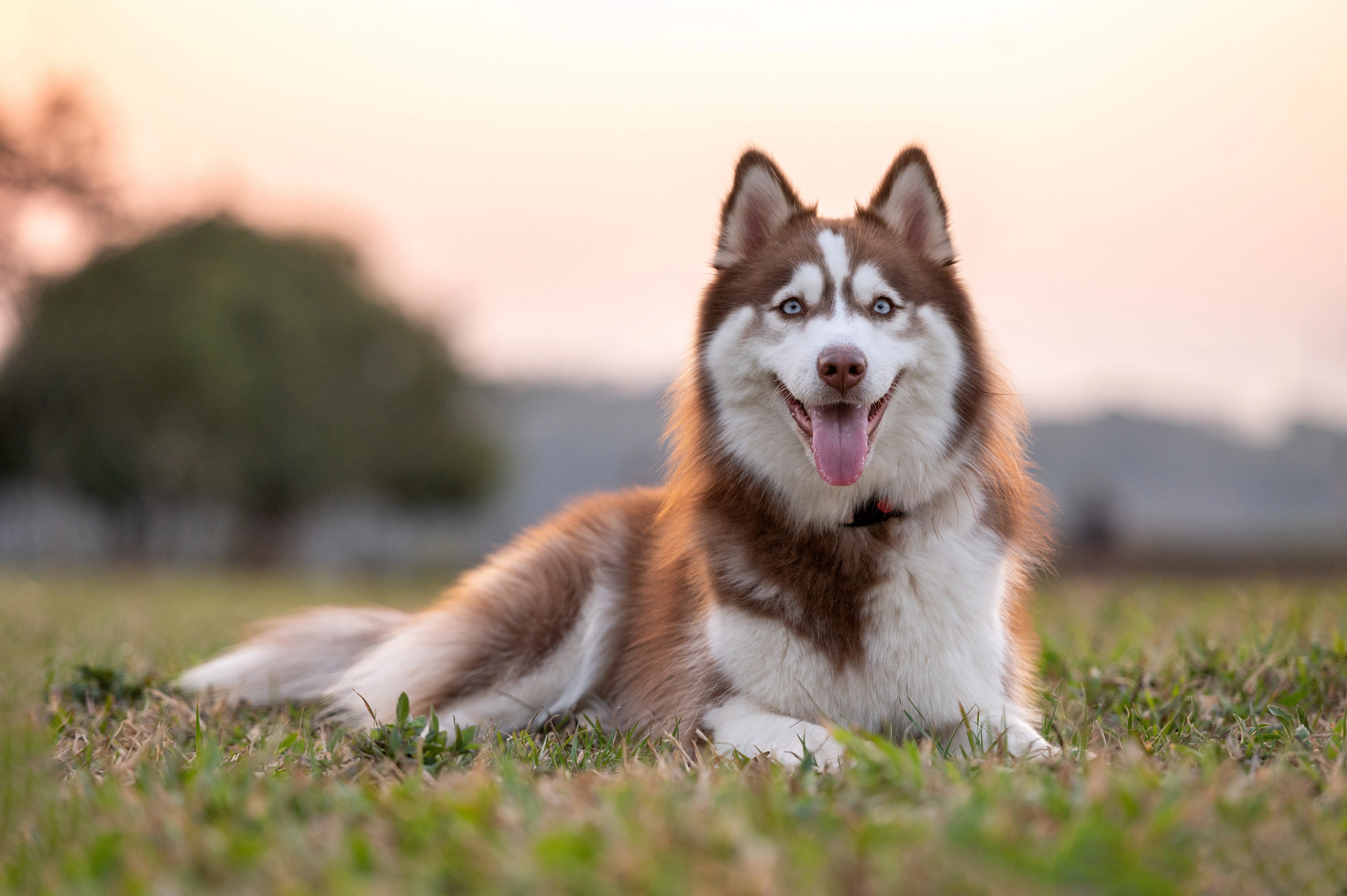 Chó Siberian Husky với bộ lông dày