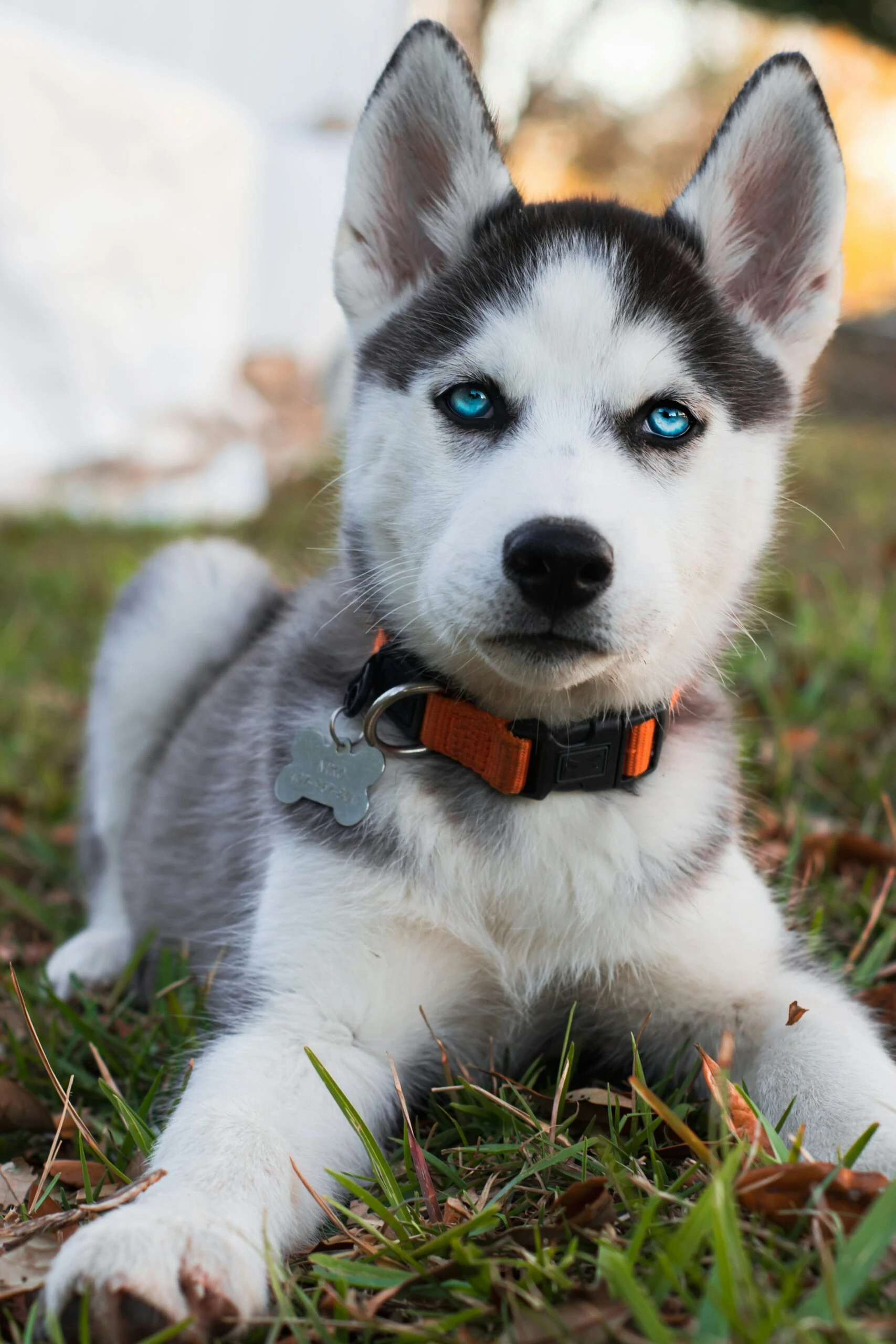 Chó Siberian Husky trong không gian thiên nhiên