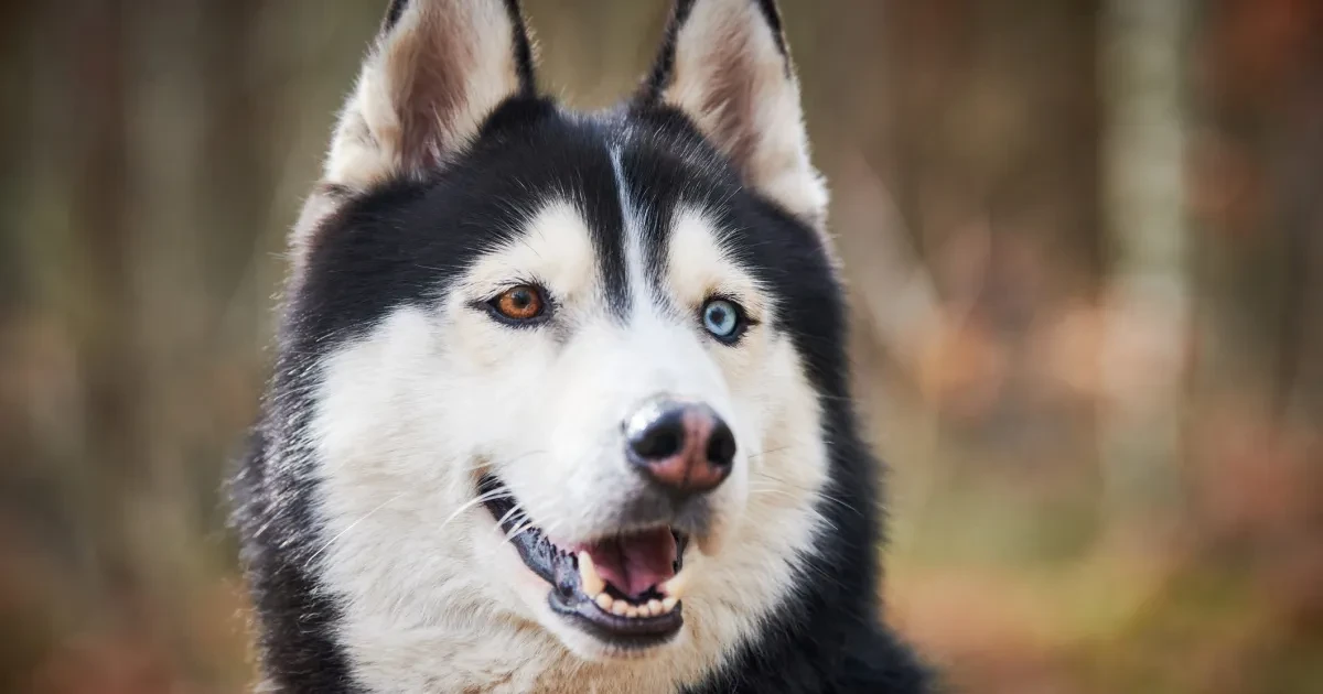 Chó Siberian Husky đang vui chơi