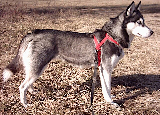 Husky trong không gian thiên nhiên