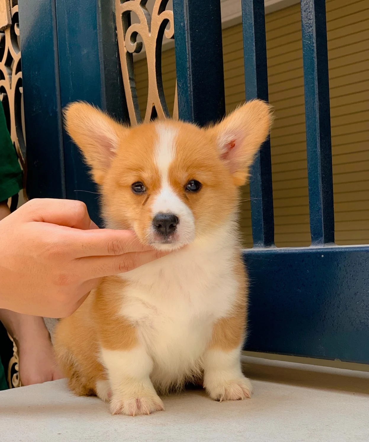 Corgi chạy nhảy