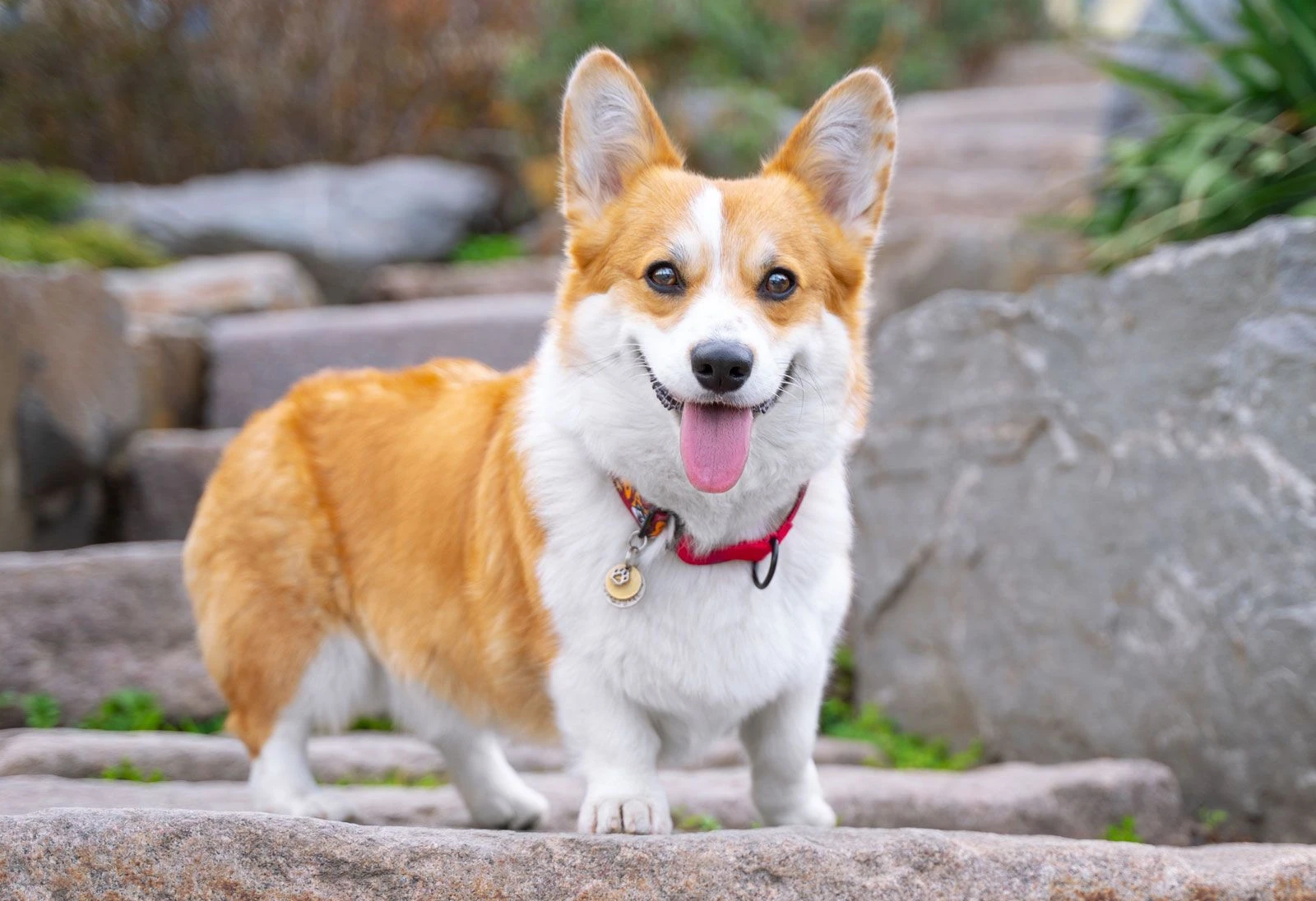 Chó Pembroke Welsh Corgi