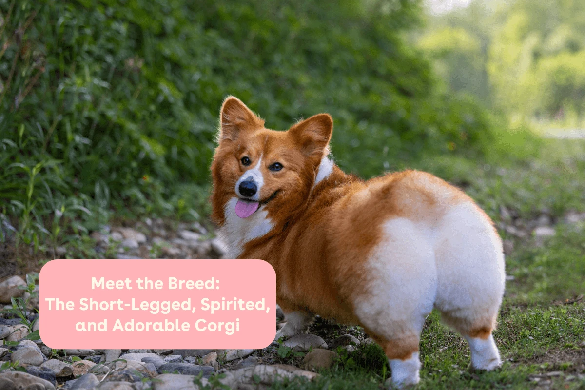 Chó Corgi đáng yêu