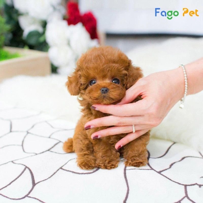 Chó Poodle nhỏ xinh