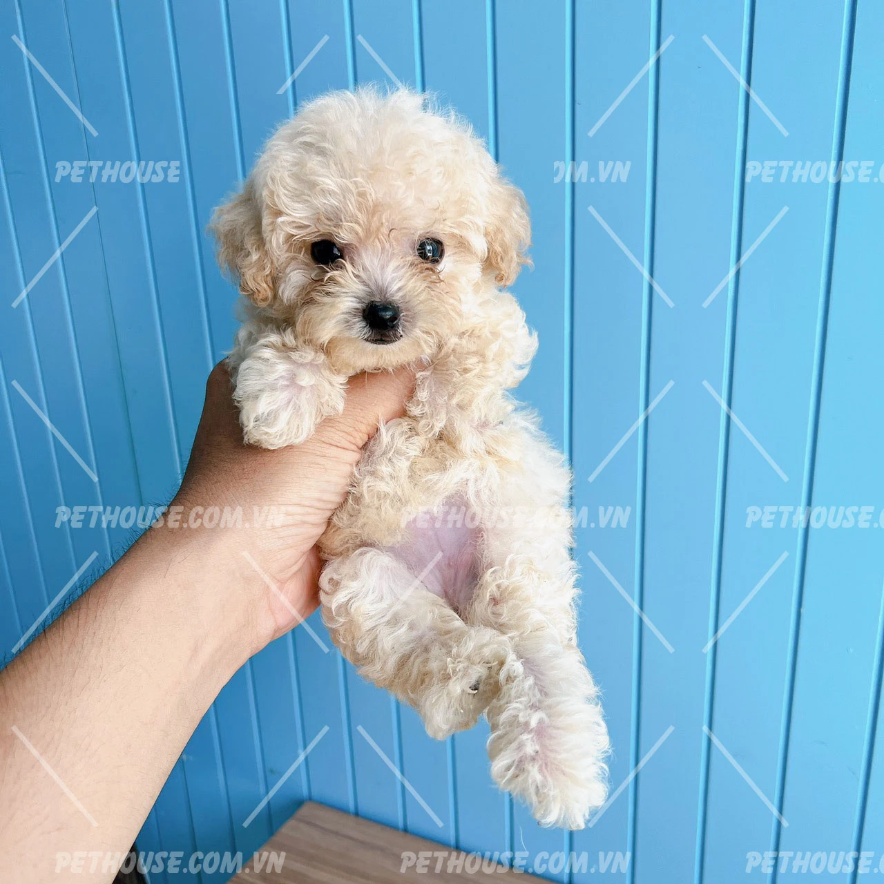 Chó Poodle màu trắng và đen