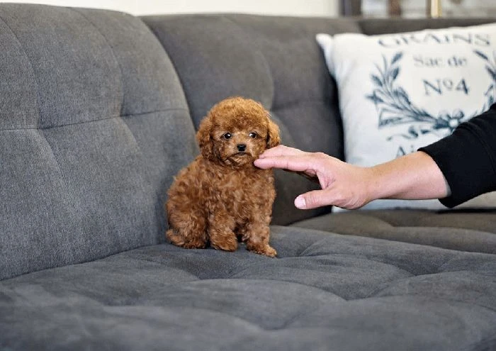 Chó Poodle trong không gian sống nhỏ