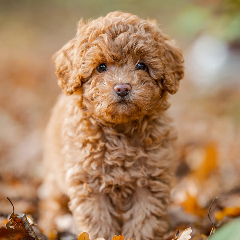 Poodle Nhỏ