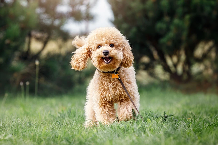 Poodle Nhỏ Xinh Đẹp
