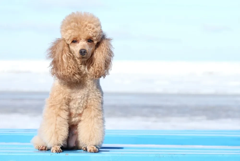 Poodle Nhỏ Ở Bãi Biển