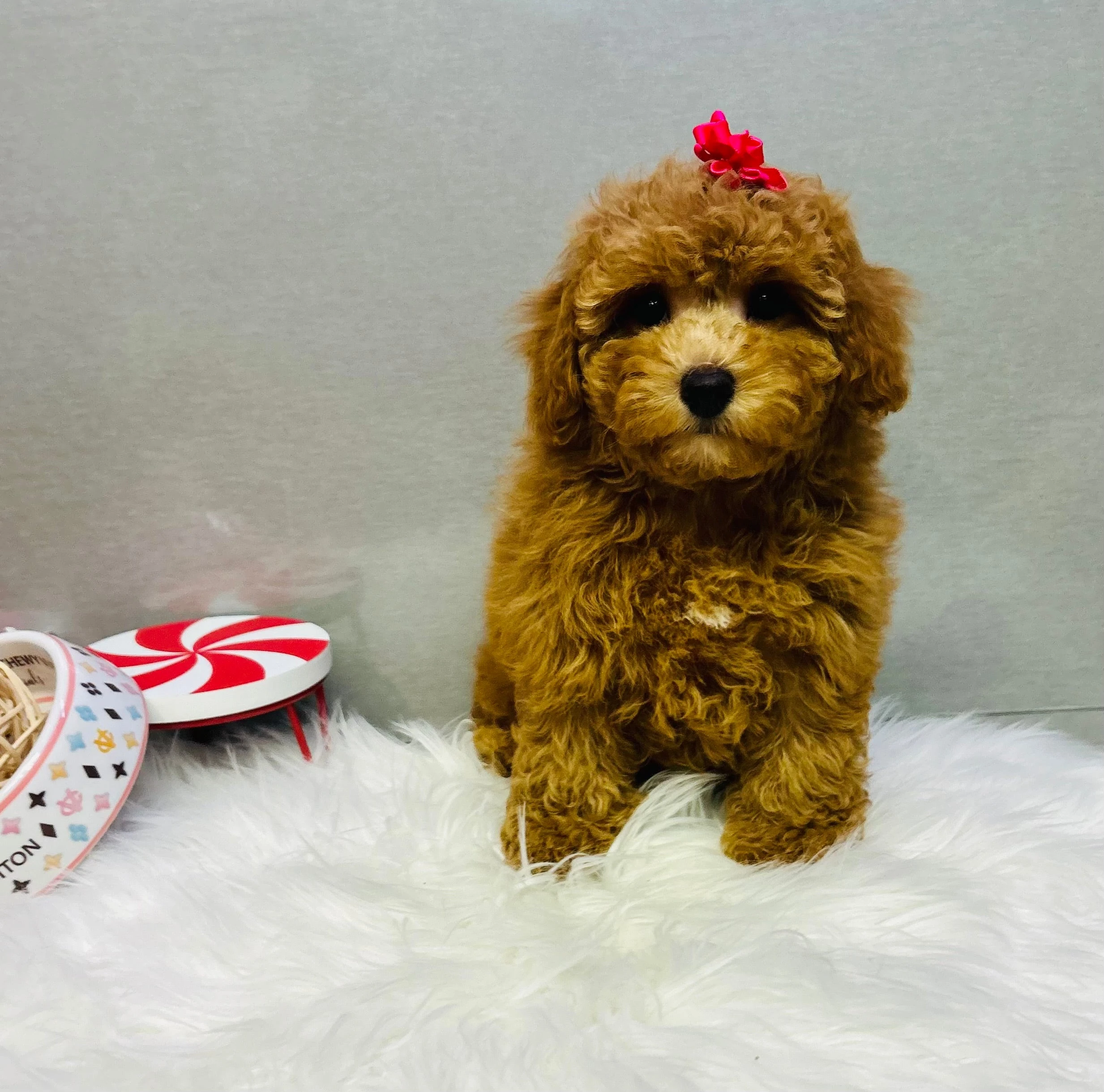 Poodle Nhỏ Nổi Bật
