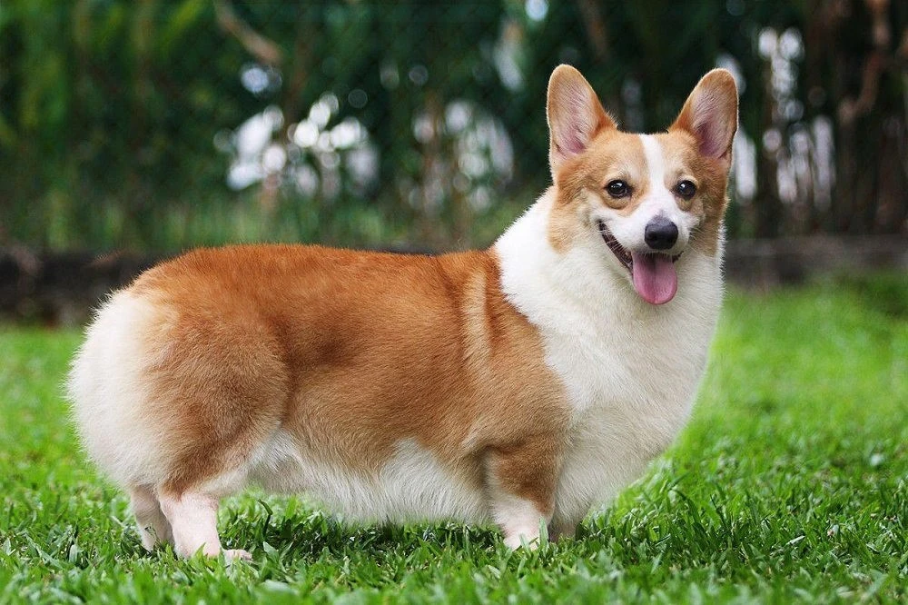 Corgi đẹp