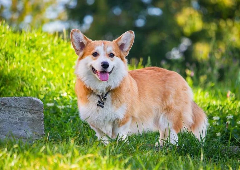 Corgi đáng yêu