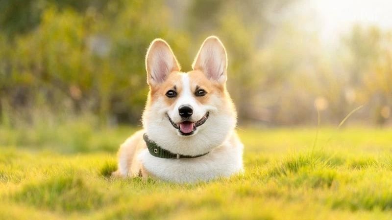 Giá chó Corgi