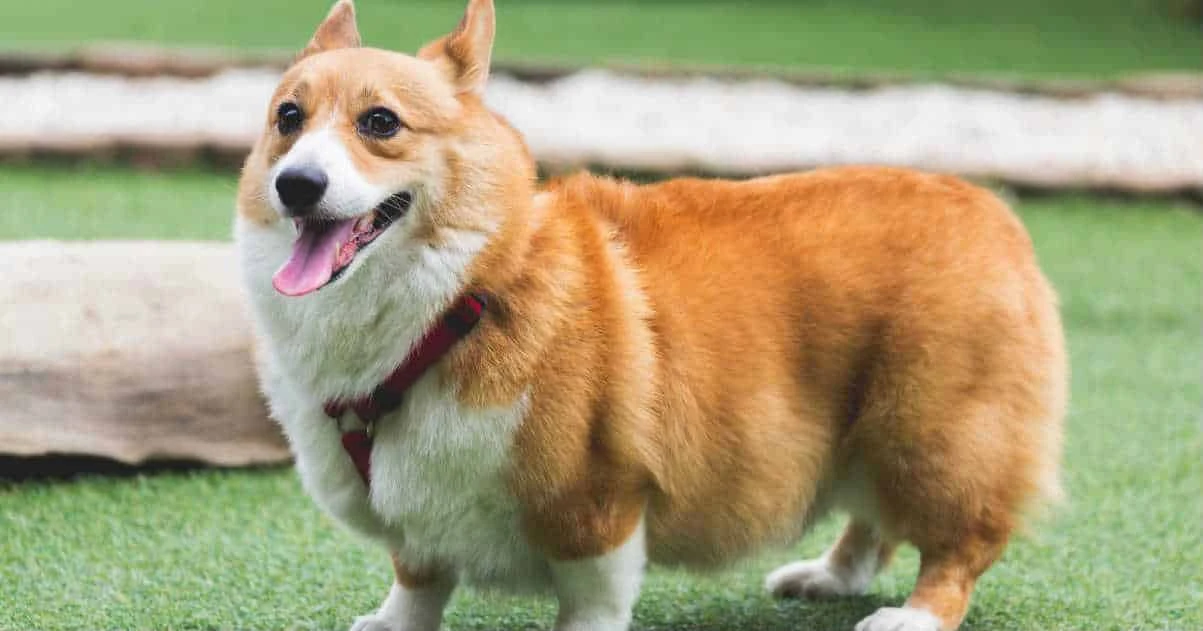 Corgi