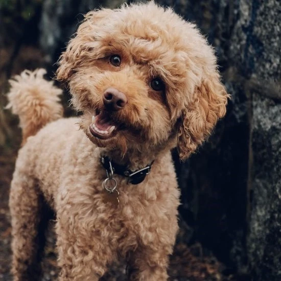 Poodle hoạt động