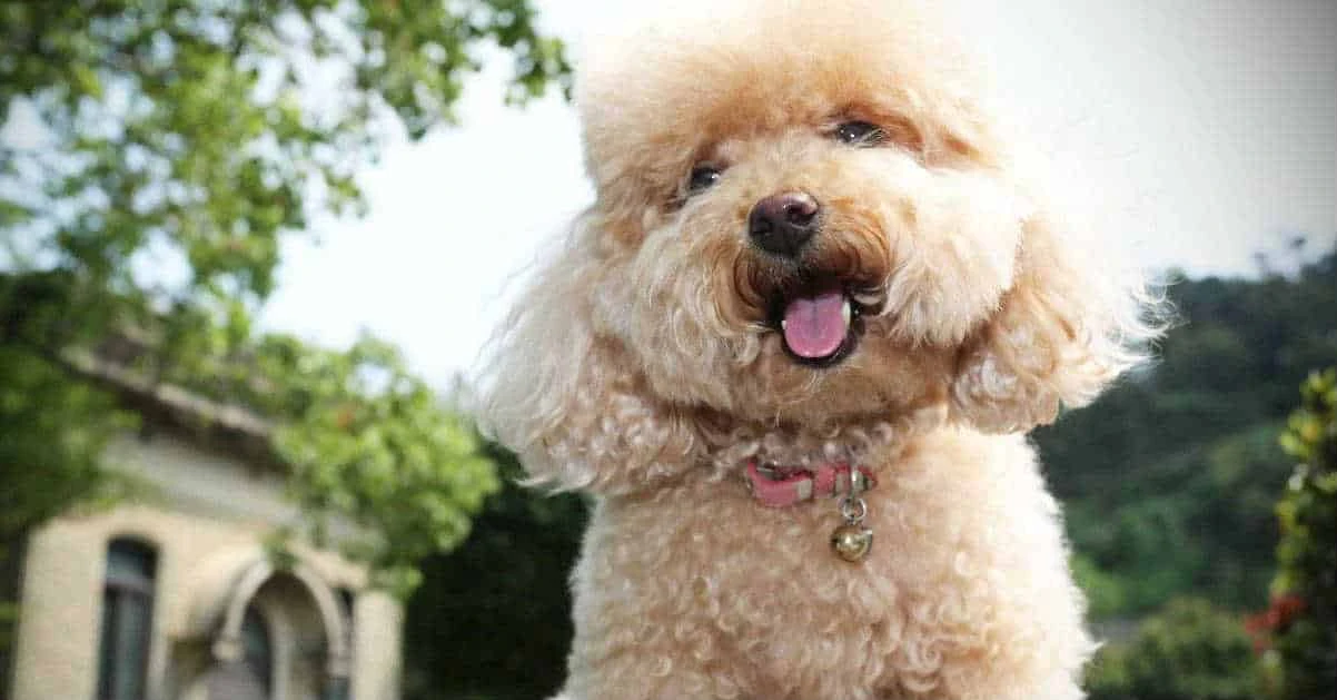 Chó Poodle