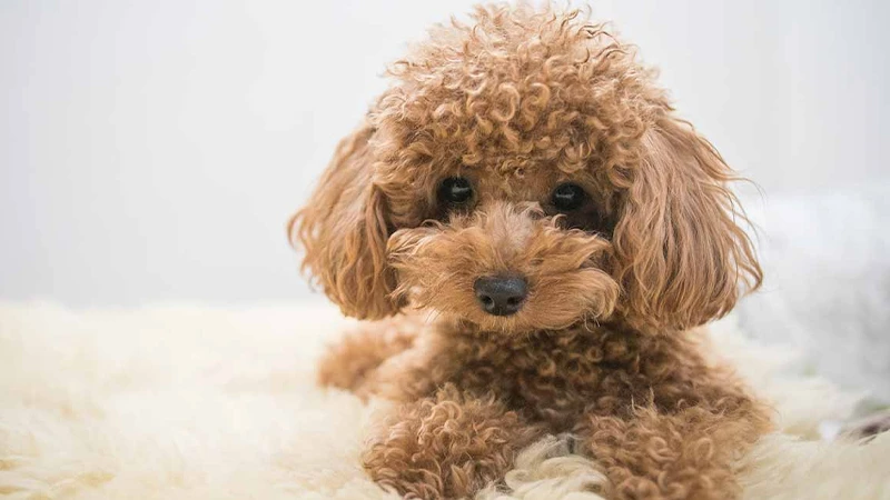 Giá bán Poodle