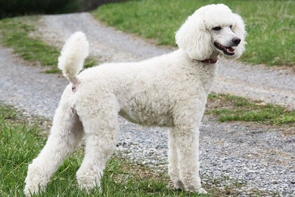 Chó Poodle Tiêu Chuẩn