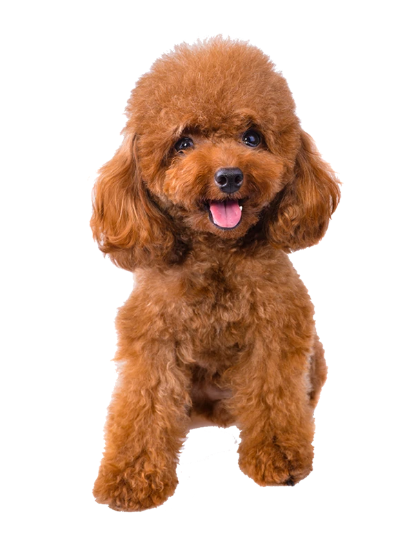 Chó Poodle Tiny
