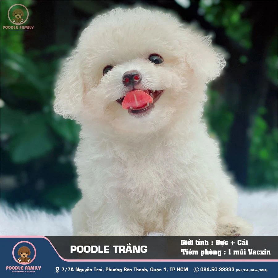 Chó Poodle Trắng