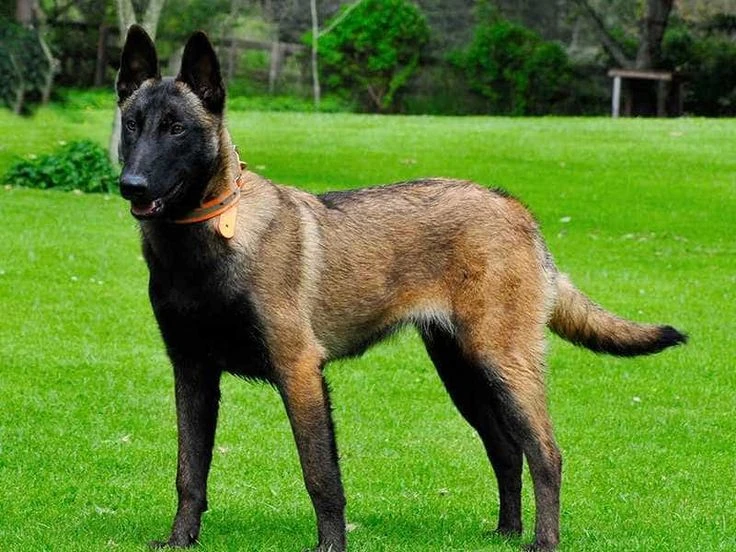 Chó Malinois