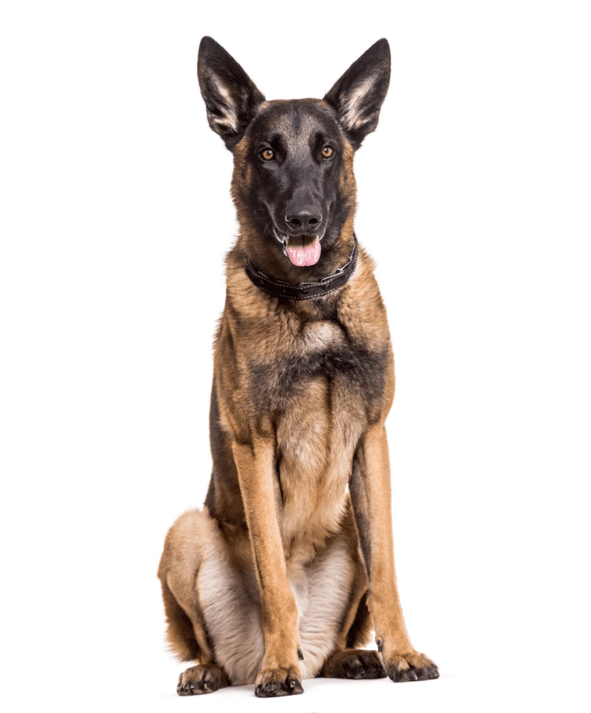 Ngoại hình chó Malinois