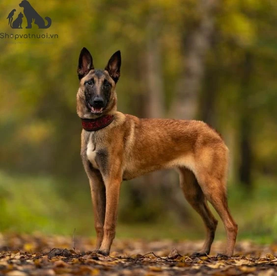 Chó Malinois đang tập luyện