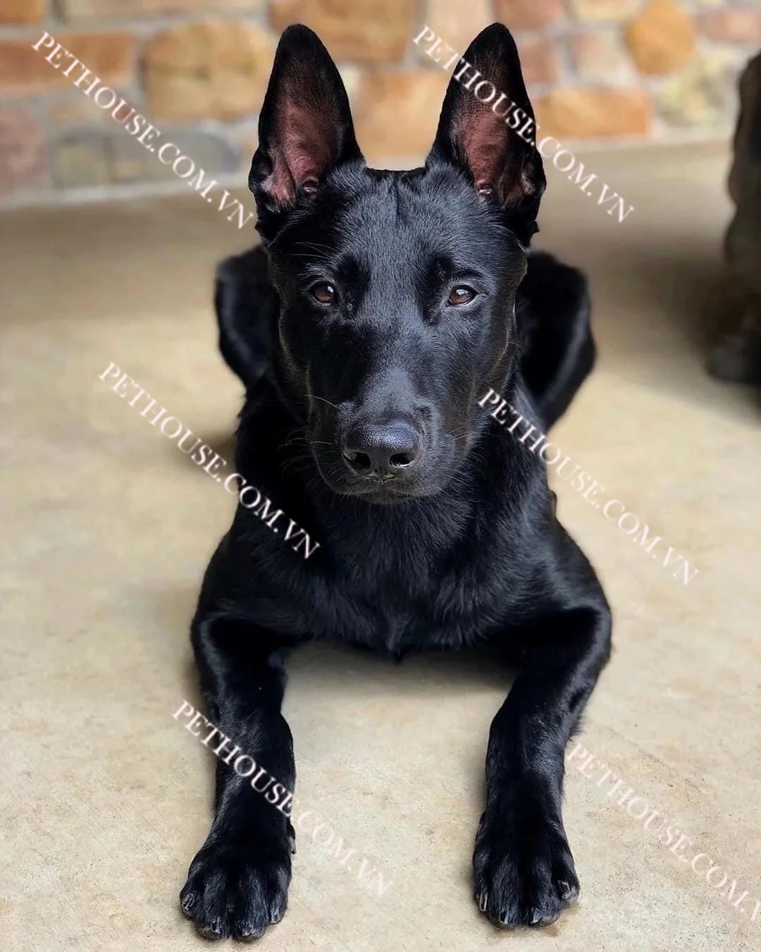 Chó Malinois thuần chủng