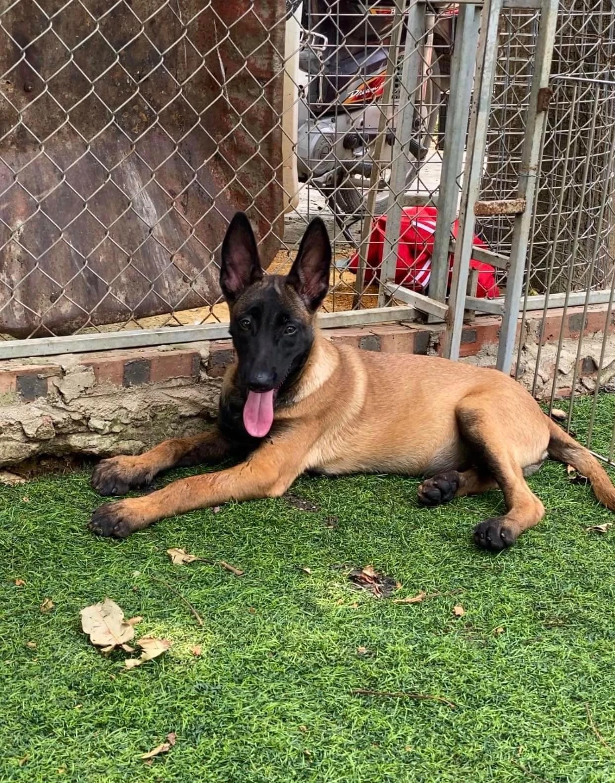 Chó Malinois trong không gian thiên nhiên