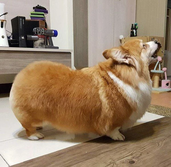 Corgi có ngoại hình dễ thương