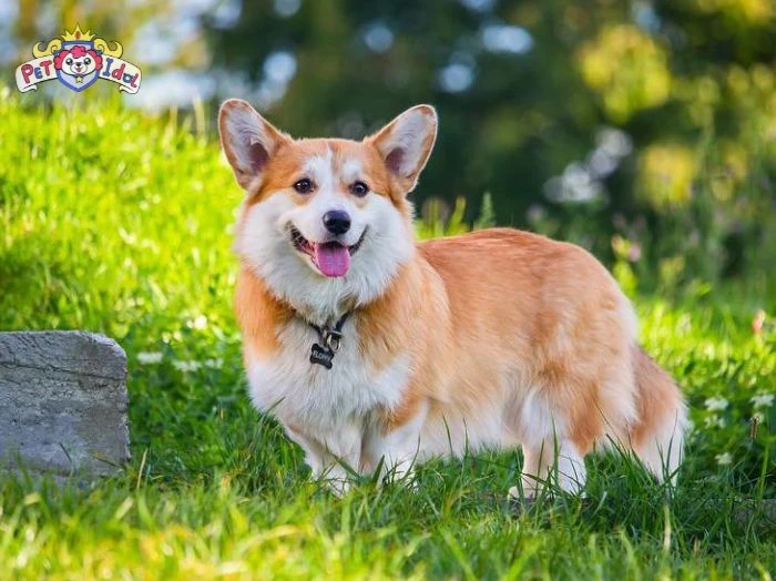 Chó Corgi thuần chủng