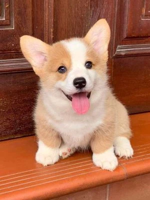 Hình ảnh chó Corgi nội địa