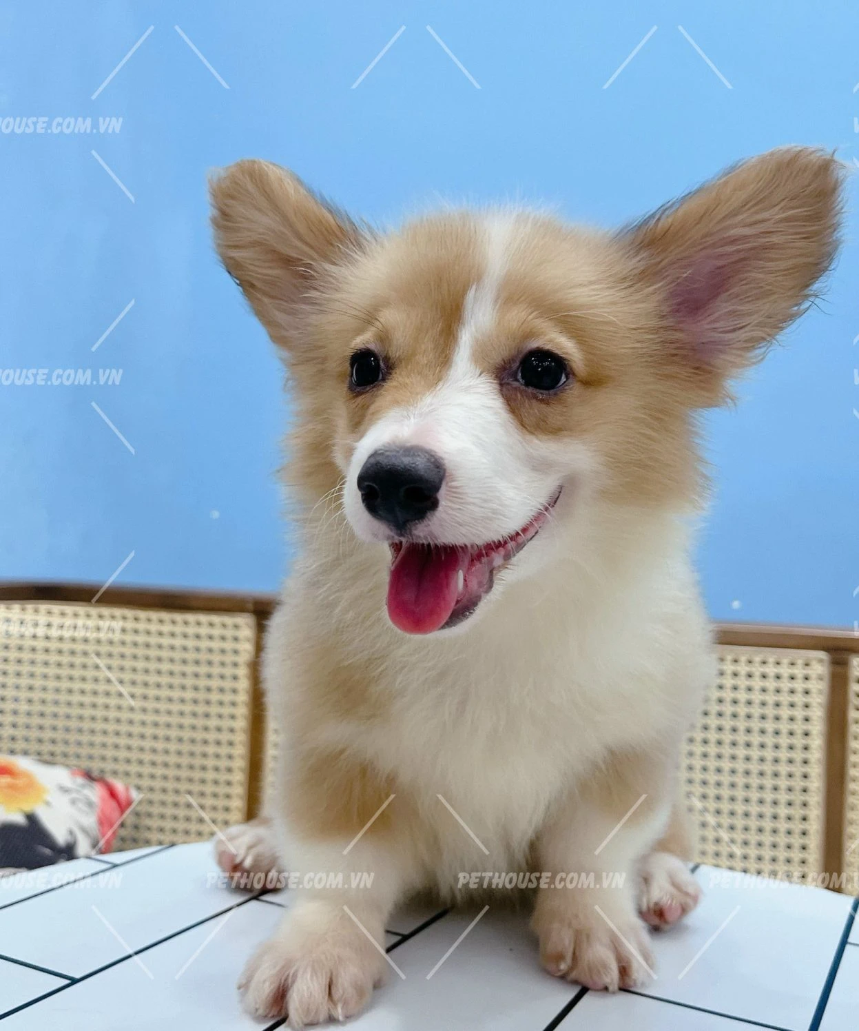 Hình ảnh chăm sóc chó Corgi