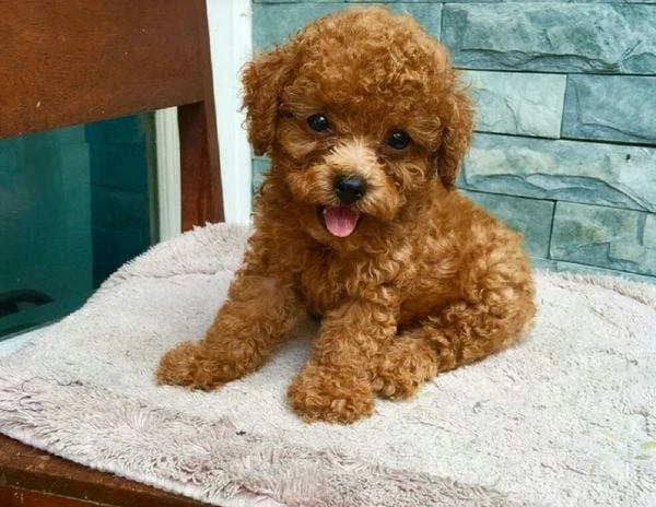 Chó Poodle