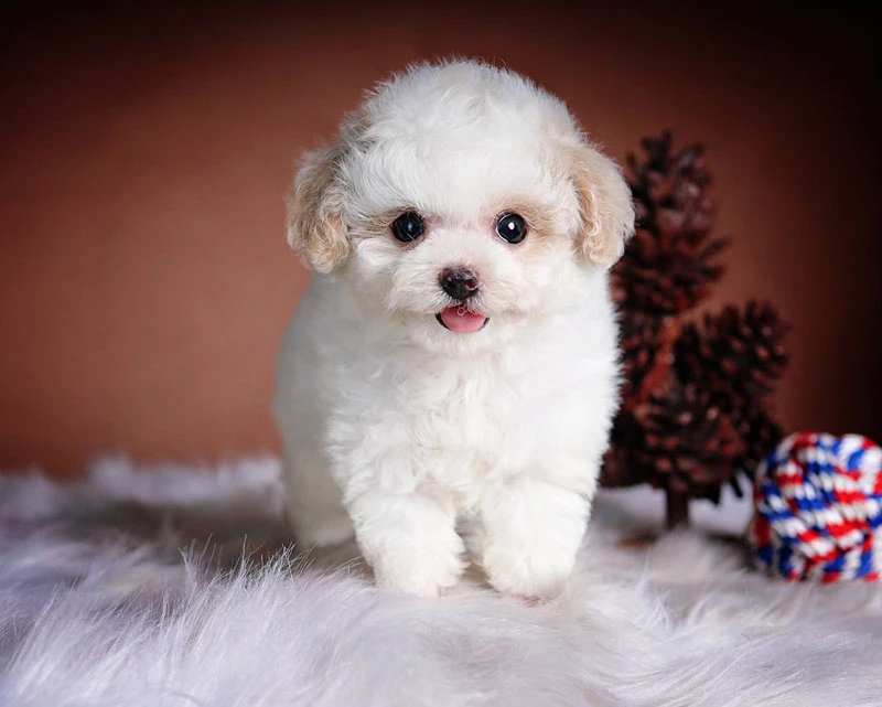 Chó Poodle Trắng