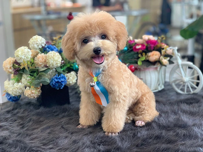 Chó Poodle đáng yêu