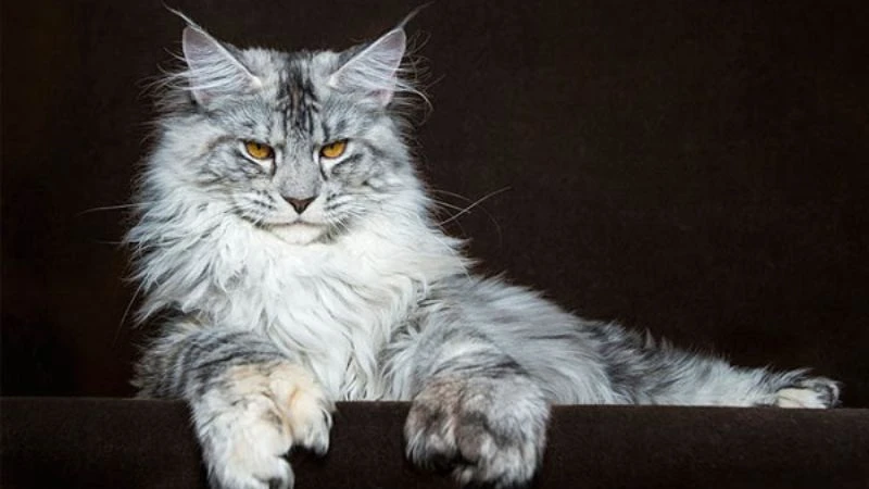 Mèo Maine Coon đẹp